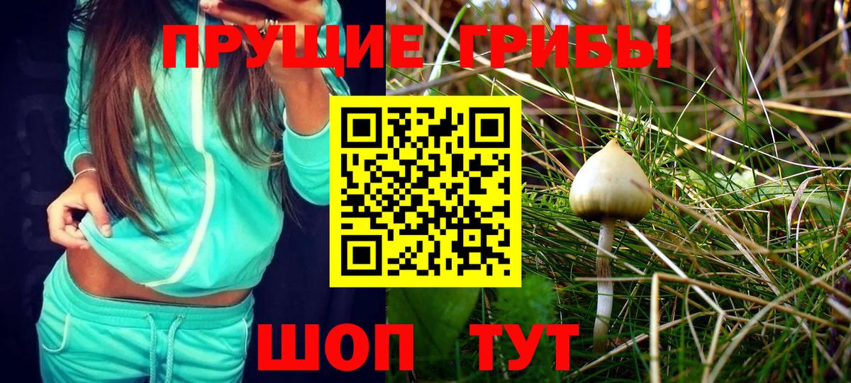 Галлюциногенные грибы Psilocybe Кудымкар